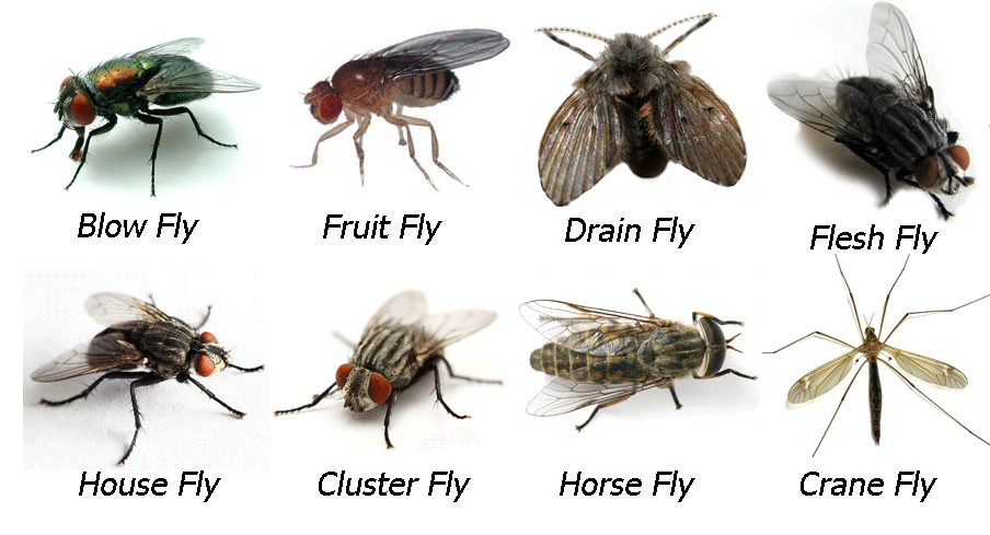 Flies – Chem-Tech Pest Solutions